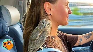 Baby Owl Learns How To Fly For The First Time Cuddle Buddies
