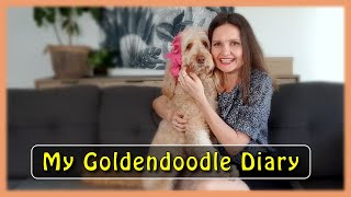 MY GOLDENDOODLE DIARY (&amp; why are they called ‘GROODLES’ in Australia?!) | New Intro