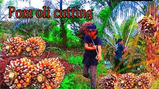 Palm Oil Harvesting Skill Using Scythe//How to Setup an Oil Palm Plantation in 2024