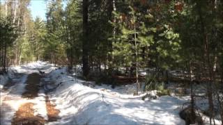 Hare Hunting With Beagles 3/28/17