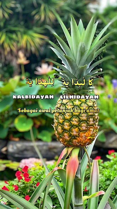 Ya Habibal Qolbi