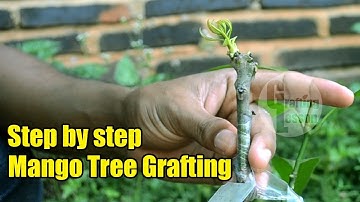 Mango Tree Grafting Step by Step 100% Success