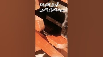 قران كريم 😍🌹بصوت جميل للشيخ عبد الرحمن مسعد ماتيسر له من سورة السجدة #الرحمن #تصويري  #راحة_نفسية