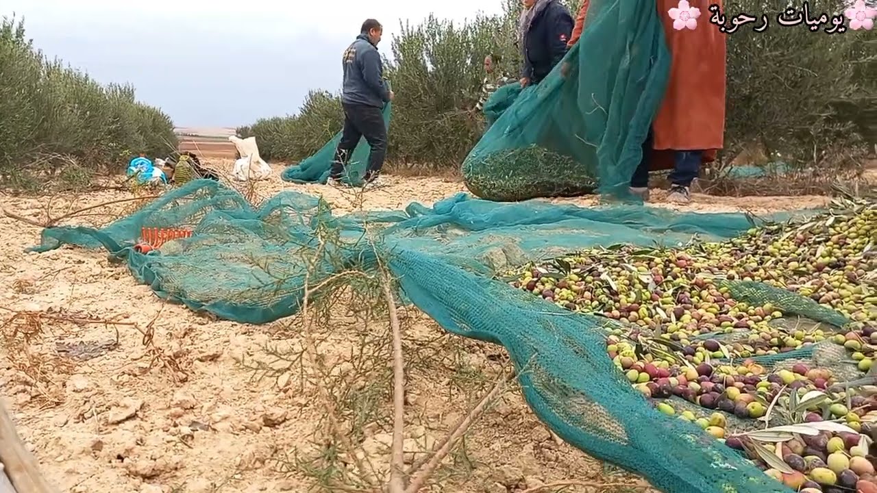 كل عادة والله لا يقطعلنا عادة 😍.نهارنا بين الزيتون و قضية الدار و تحضير العشاء أنا و حماتي🥰😍