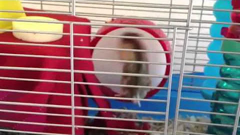 Hamster dances on exercise wheel