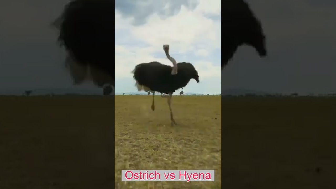 Ostrich vs Hyena - hyena escapes injured