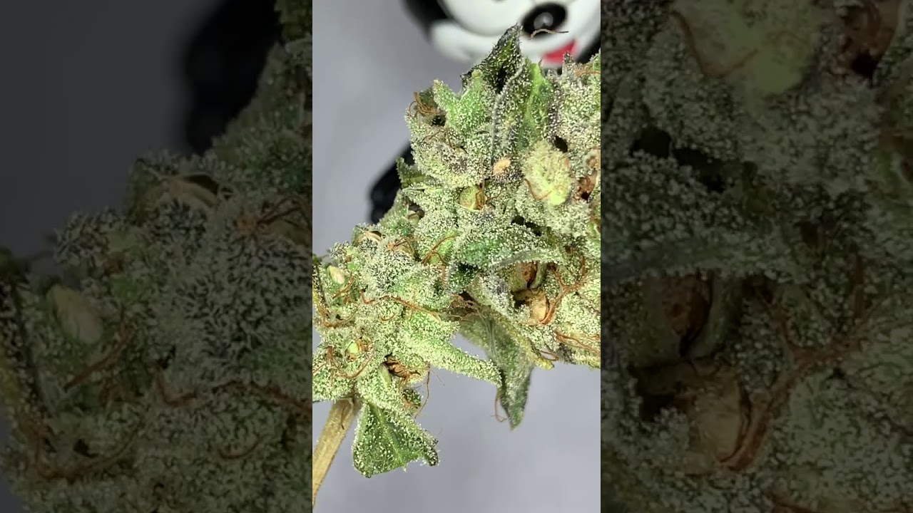 Copy Cat Genetix - Shows off his seeded flowers of FIRE!