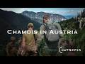 The Intrepid CHAMOIS IN AUSTRIA 