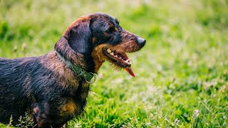 Uncovering the History of the Bloodhound Breed in the United States