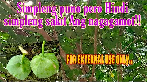 GAMOT SA MGA BUKOL NA MAHIRAP GUMALING | BITOON TR...