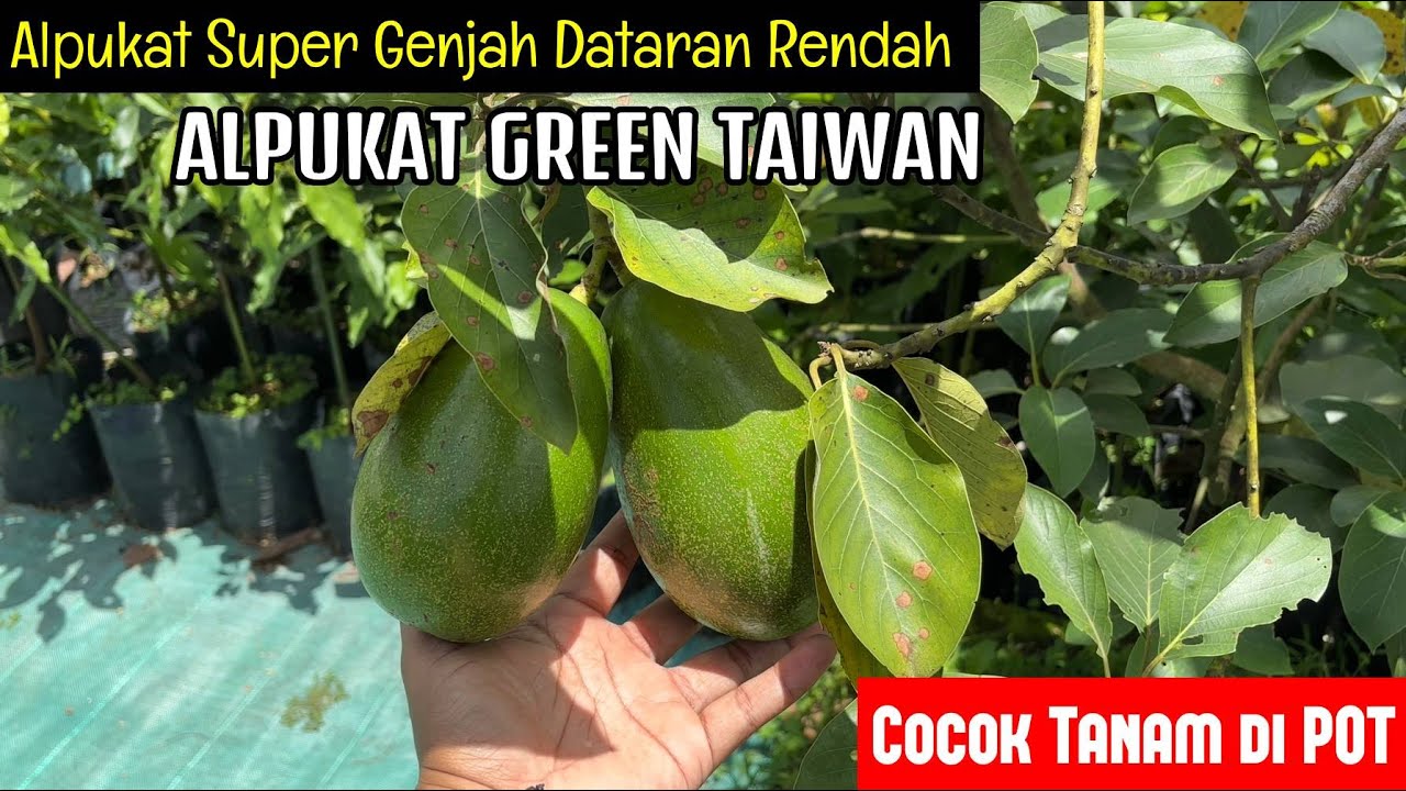 Alpukat Genjah GREEN TAIWAN Cocok Untuk Tabulampot