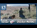 🐣🐣 OISEAUX MARINS