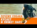 Почему собака кусает и лижет лапы?