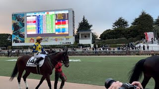 2024年中山競馬場、パドックの可愛い藤田菜七子騎手と可愛い馬達。#中山競馬場#藤田菜七子#ゴールドシップ#ゴールデンハインド