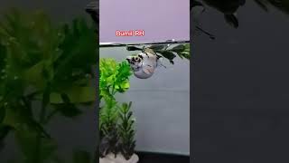 molly #ikanmolly #fish #ikanmollybalon #mollyfish #fyp