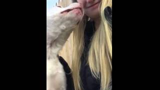Video of adoptable pet named Bindi