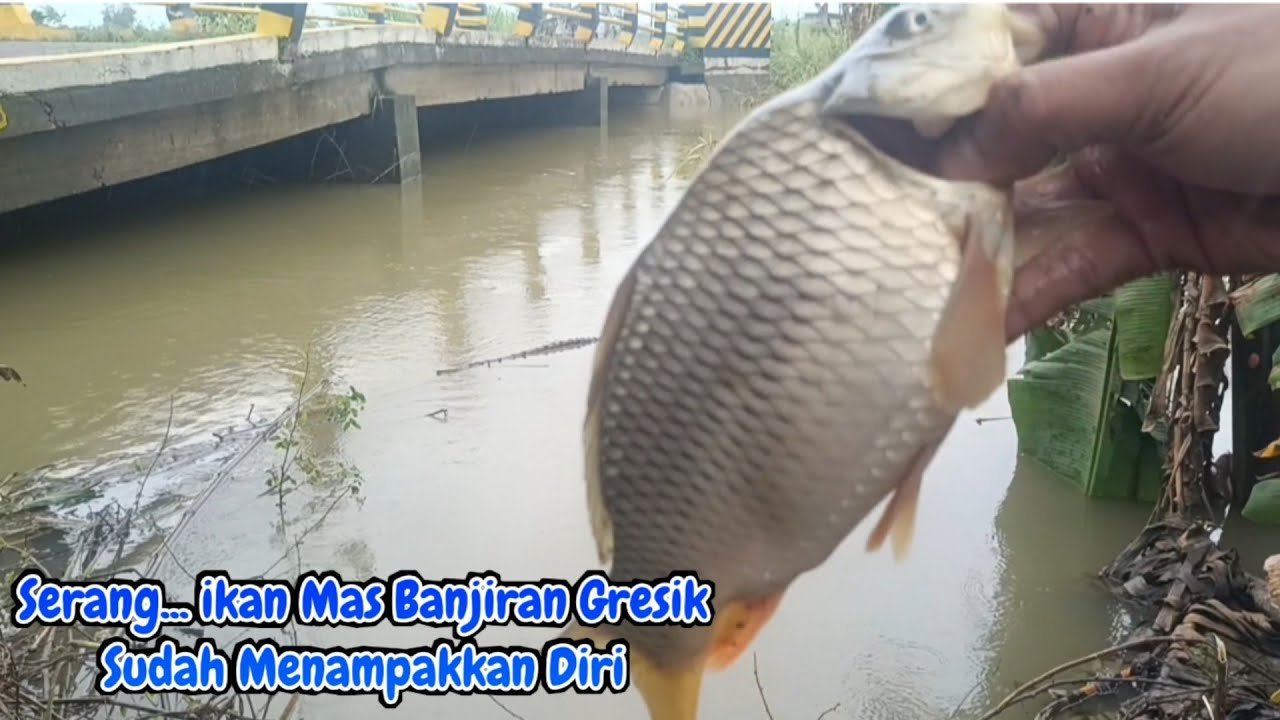 Serang....!!! Ikan Mas Banjiran Gresik Sudah Menampakkan Diri
