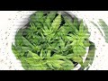 Timelapse DWC Hydro Space Bucket Automatic Seed Grow