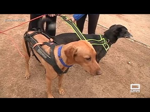 Video: Sesión de la escuela - 101 Introducción al entrenamiento de agilidad para perros