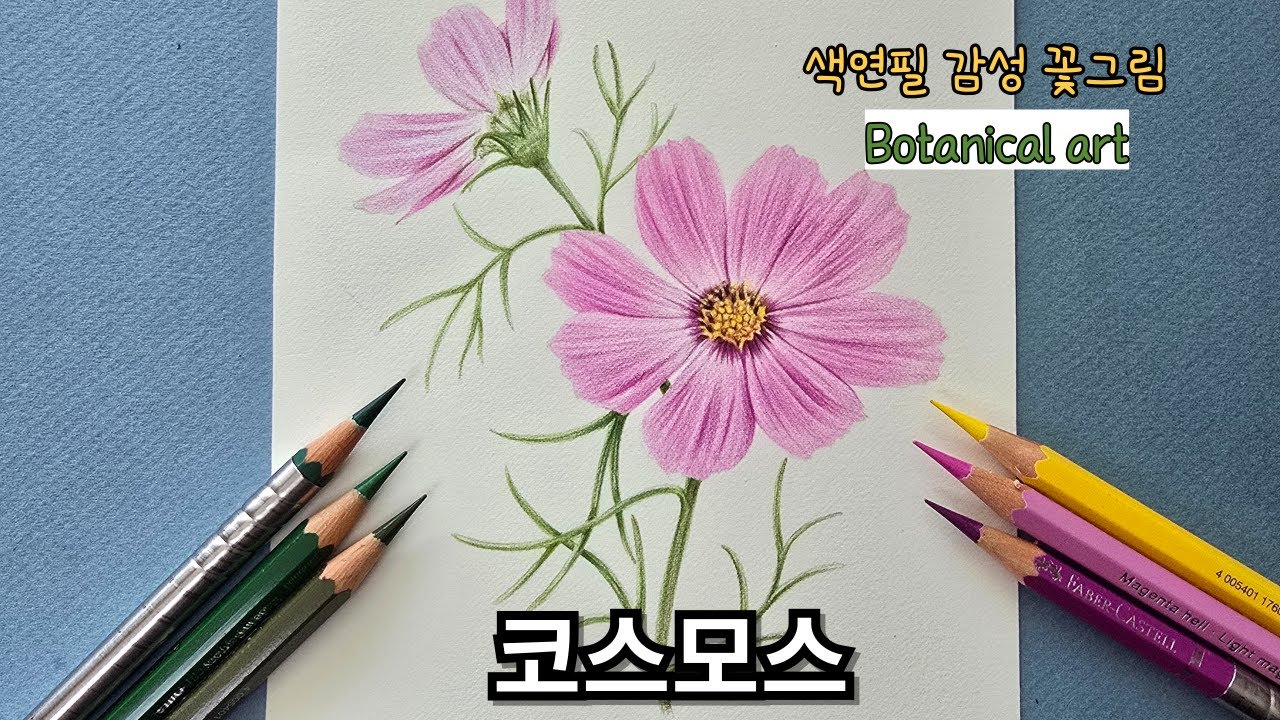초보자를 위한 색연필로 그리는 코스모스 / Cosmos Drawing with Colored Pencils for Beginners
