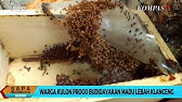 Klanceng Putih Asli Youtube