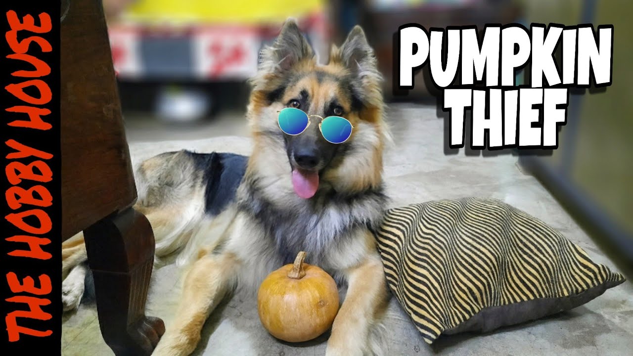 german shepherd diarrhea pumpkin