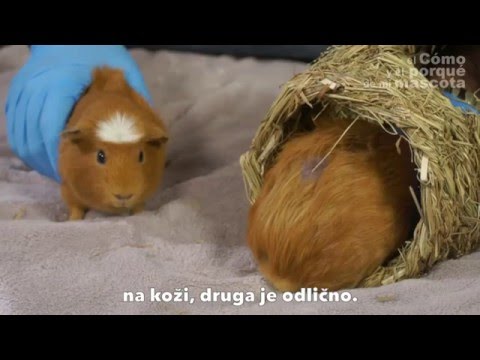 Video: Bakterijska Bolest Stopala - Bumblefoot U Zamorčića