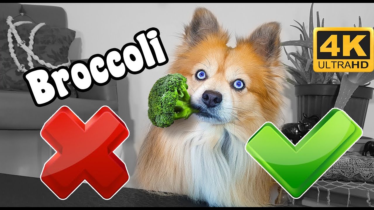 is broccoli good for dogs ? Can Dogs Eat Broccoli ? broccoli for dogs