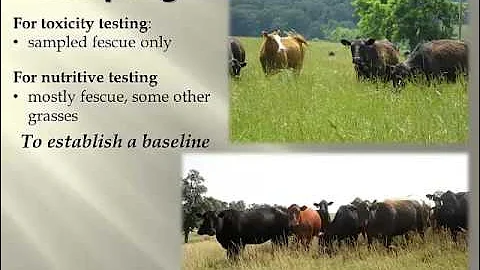 A year in the Life of Fescue Pasture (IAPTF #6)