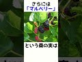 [東方]東方projectのあまり知られていない雑学21 #shorts