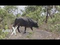 Cape Buffalo Surprise