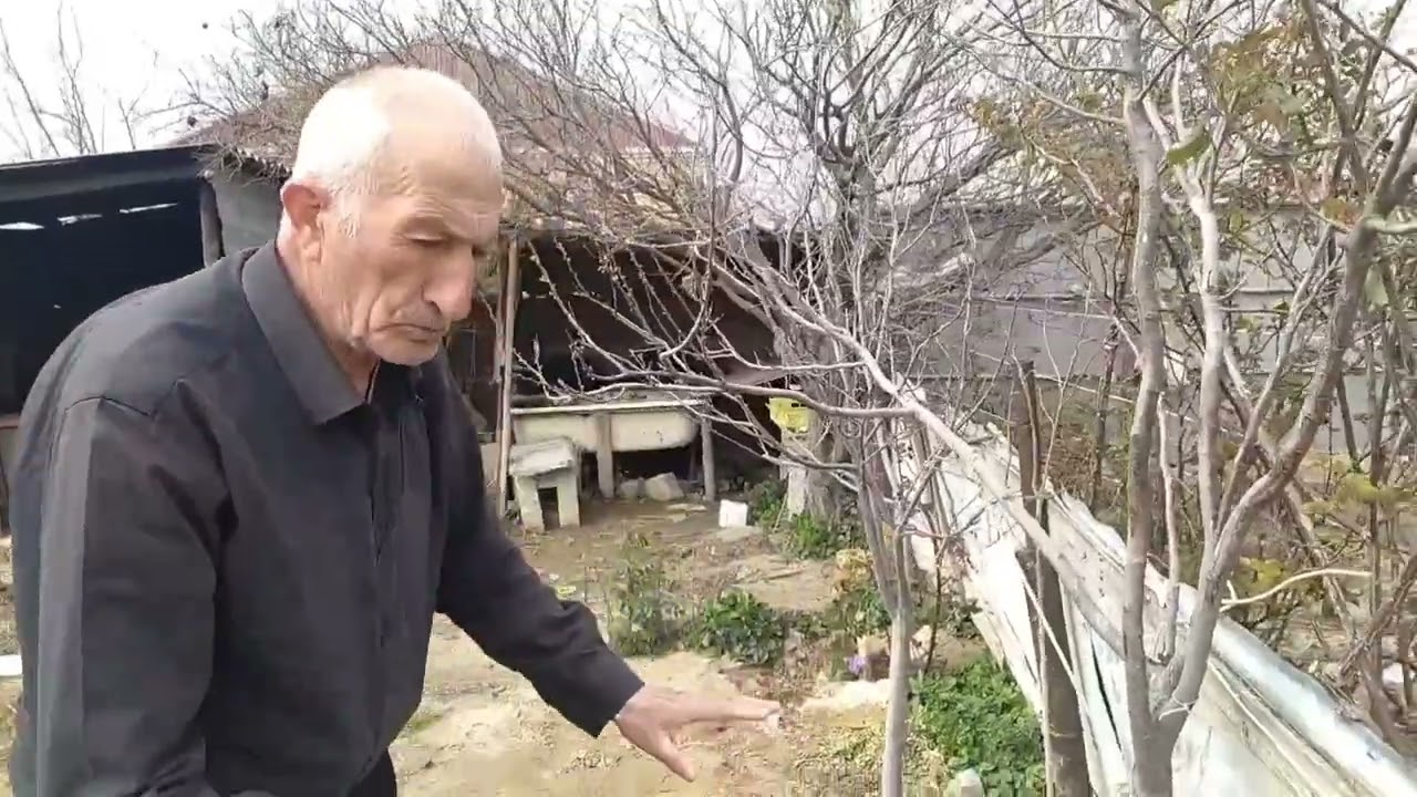 Ağacların Meyvə Gətirməməsinin Bəzi Səbəbləri