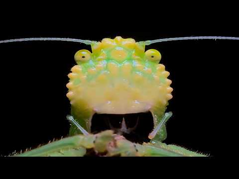 A Pit Bull Among Insects (and related spearbearers)