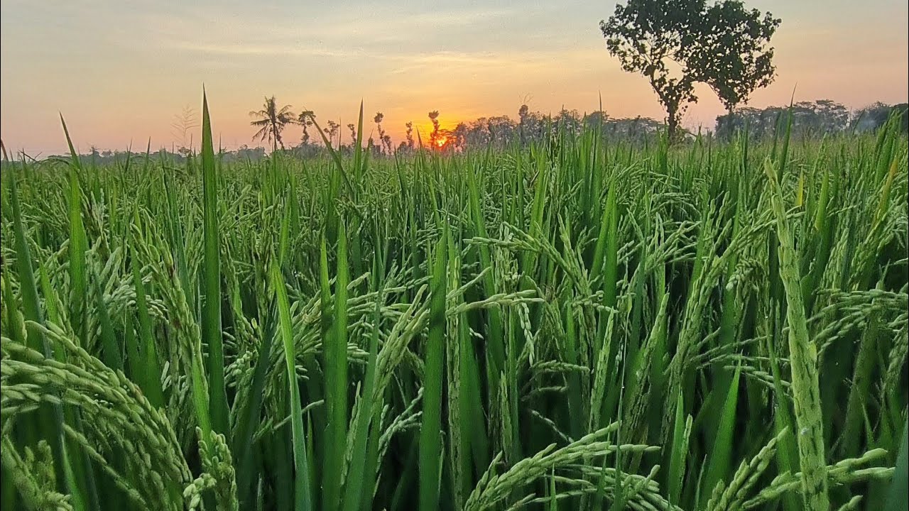 Aplikasi BT Plus Padi Aman Dari Pengerek Batang, Burung & Tikus 