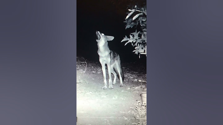 Coyote howling for the pack
