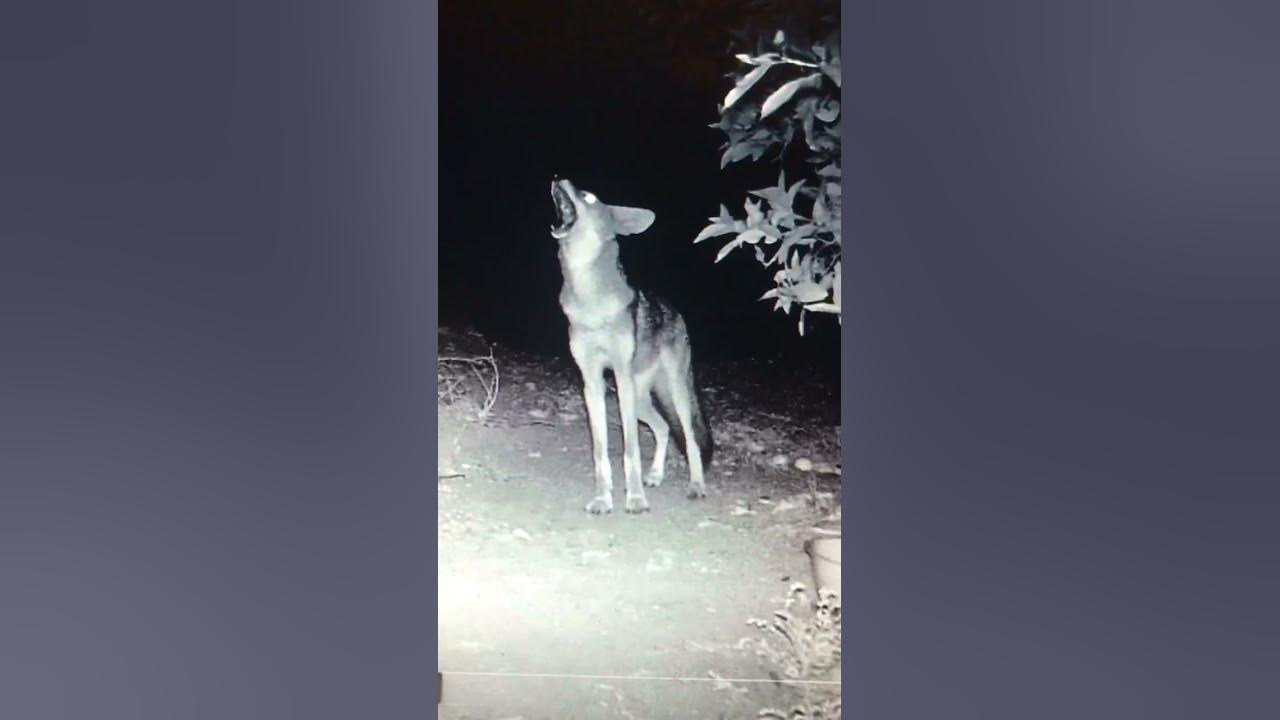 Coyote howling for the pack