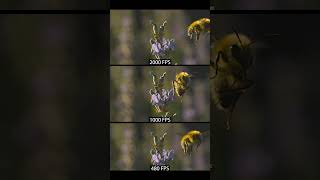480fps vs 1000fps Bee flying in slow motion