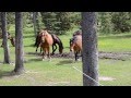 Canadian Wild Horses ;; Alberta ..by Ken McLeod .