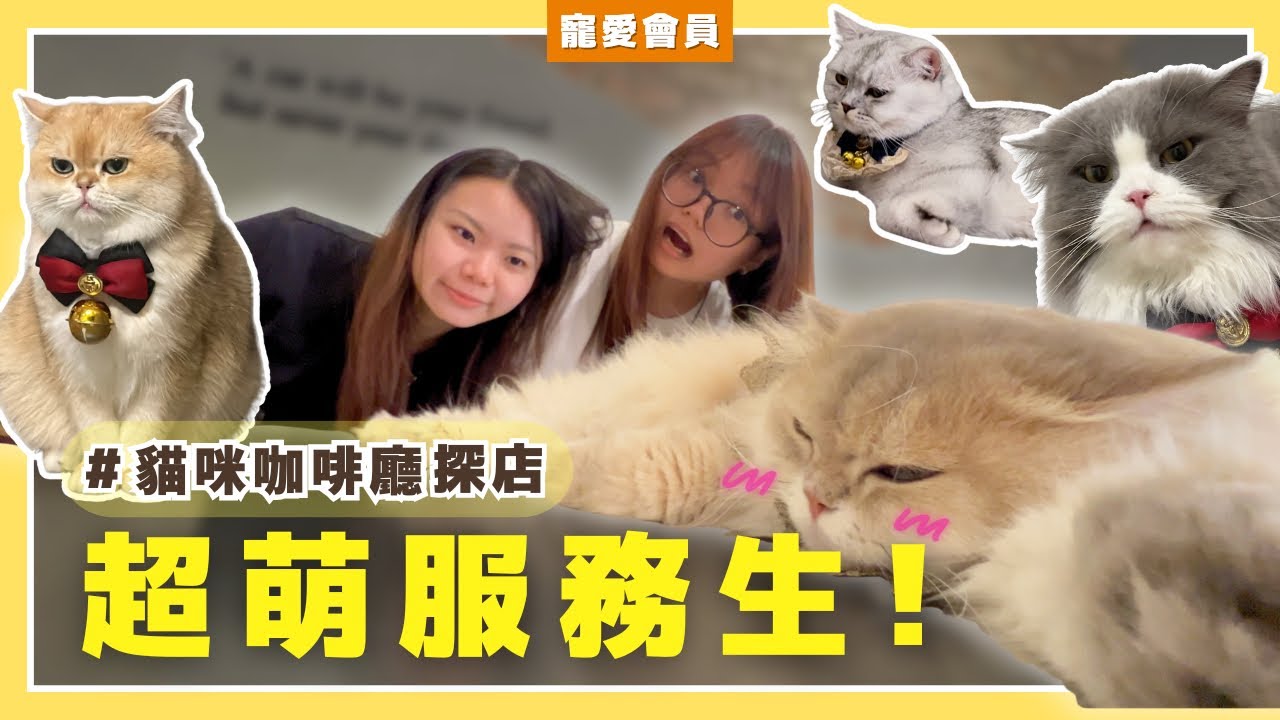 這間店的服務生太萌了！貓咪親自迎接＋桌邊服務全包【寵愛會員 EP.18】｜WhatFur什麼毛｜WhatFur什麼毛