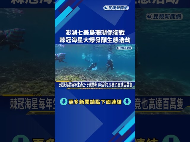 澎湖七美島珊瑚保衛戰! 棘冠海星大爆發釀生態浩劫－民視新聞