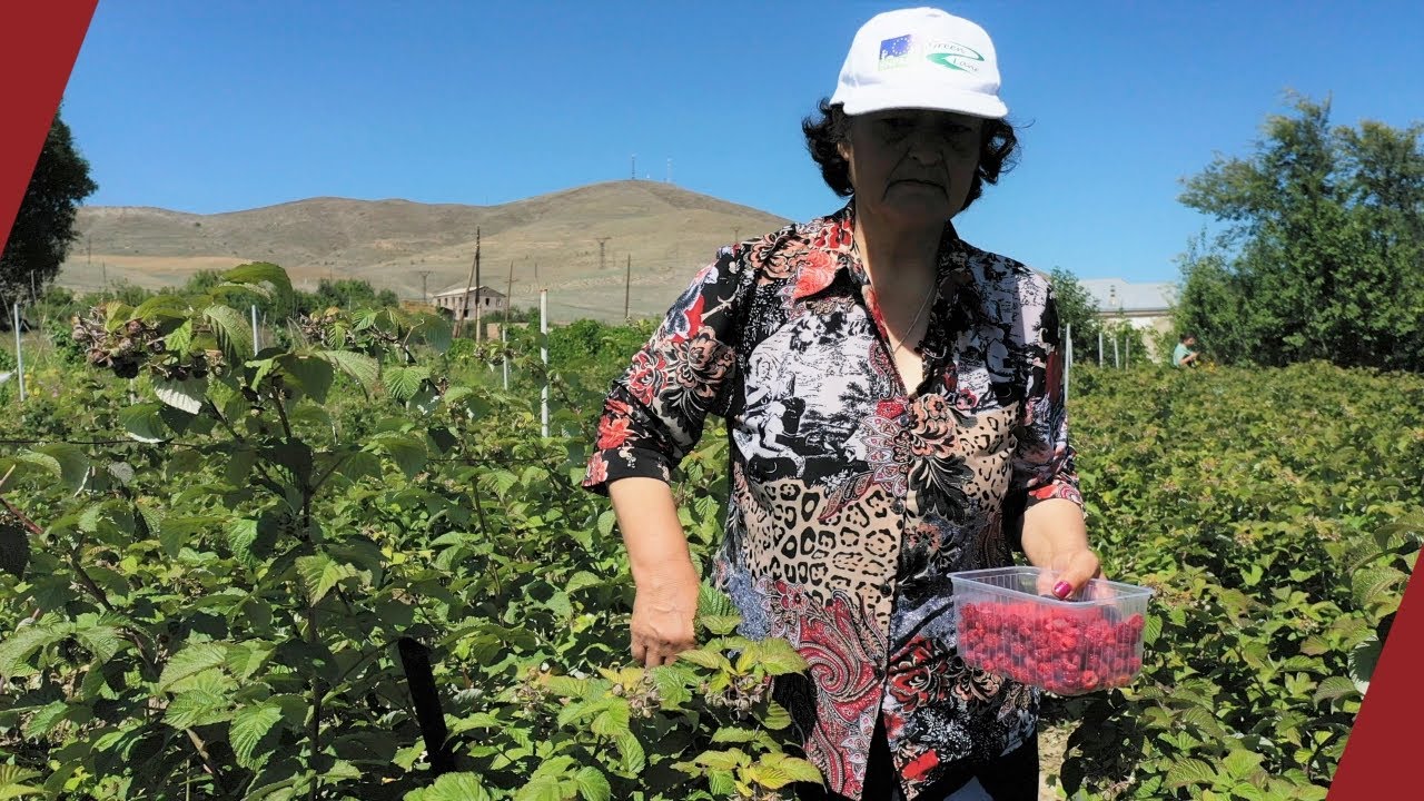 Աշոտավան․ ինչպես կանայք ազնվամորիով գյուղ զարգացրին