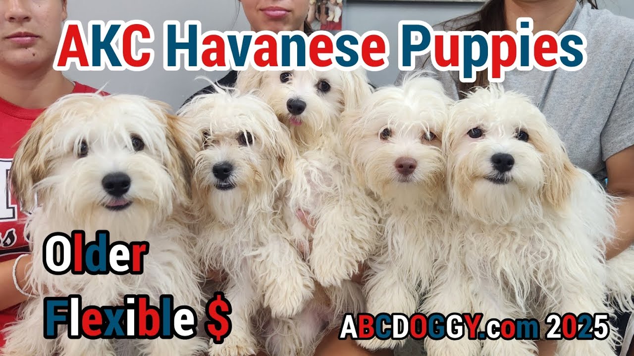 Щенки гаванской болонки (AKC) - старше 6 месяцев *предложите свою цену* ABCdoggy.com 2025