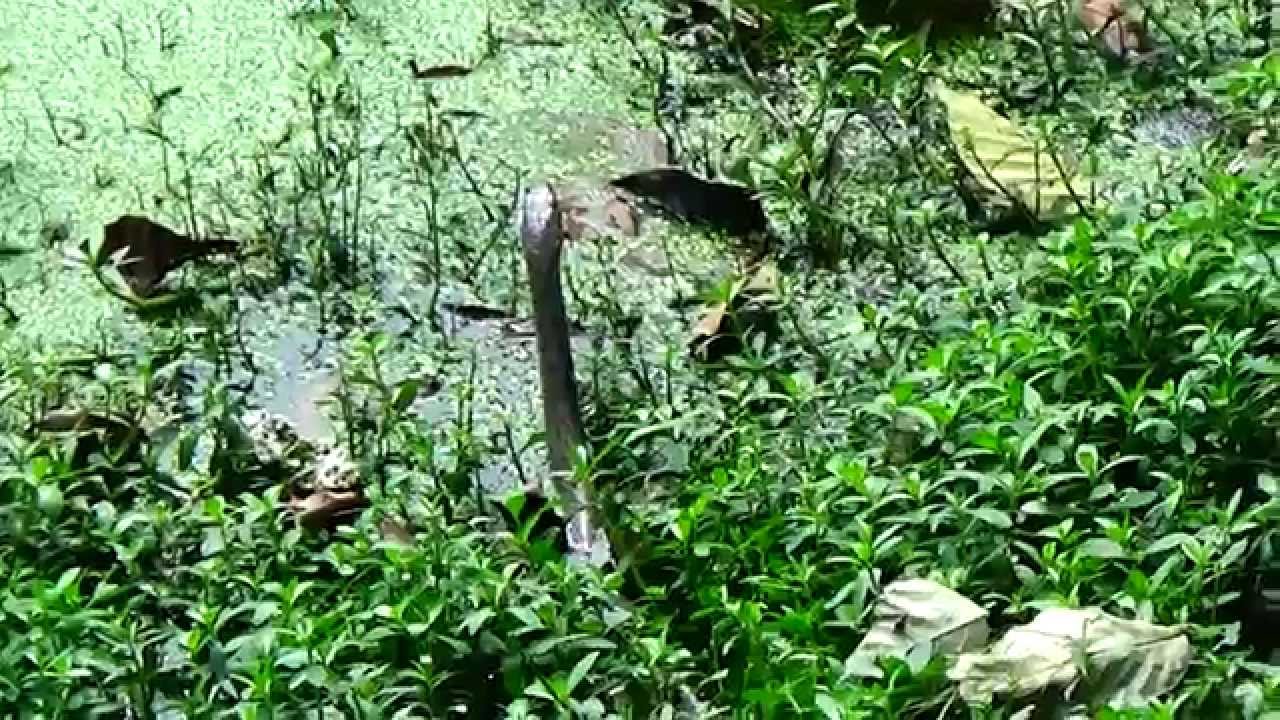 Killer King Kobra Just Infront Of My House YouTube Killer King Kobra Just Infront Of My House YouTube