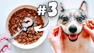 These 5 Diet Changes Will Improve Your Dog's Life!