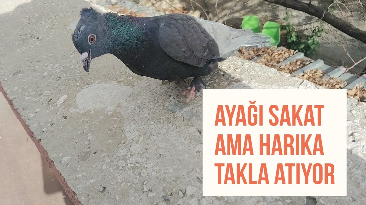 BUNU YAPARSAN GÜVERCİNİN DAHA İYİ UÇAR ÇOLAK AYAĞIYLA HARİKALAR YARATTI