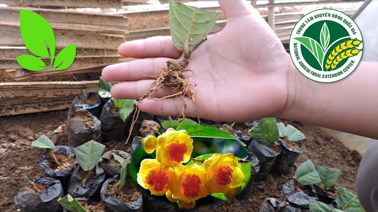 Tư vấn nhân giống trà hoa vàng bằng cách 'giâm hom' | VTC16