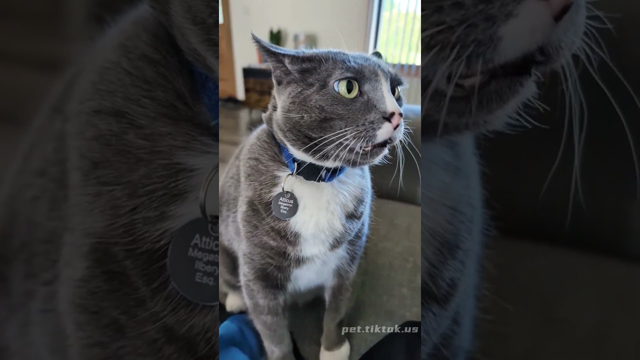 When your cat is tired of you🤣🤣🤣