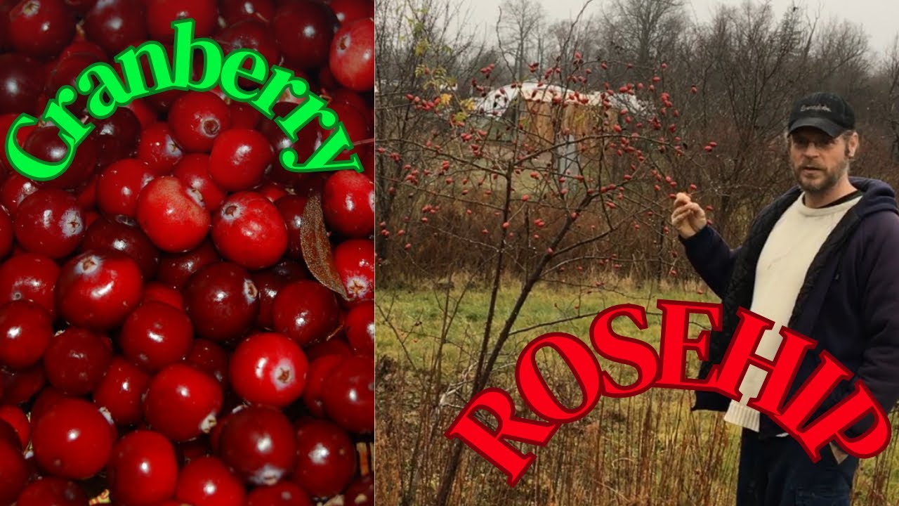 HOW TO COLLECT CRANBERRY and ROSEHIP SEEDS for SPRING the EASY WAY ...