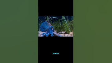 Did You Know Octopuses Have Blue Blood and Three Hearts? — Nature’s Alien Revealed!