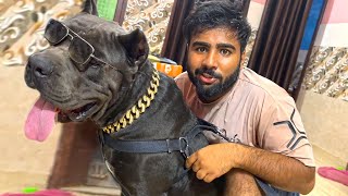 Panther ki diamond chain aagai